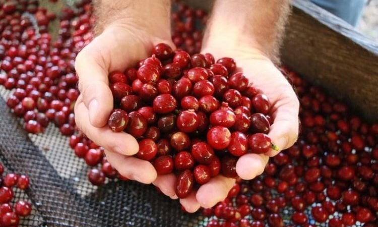 Café en grano HUIKOFE